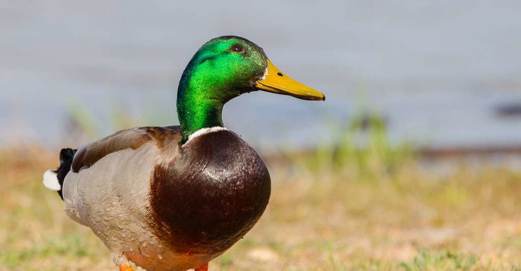 syndrome du canard